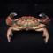 Real Crab Specimen Display Collectible Ocean Decor Desk Ornament 26