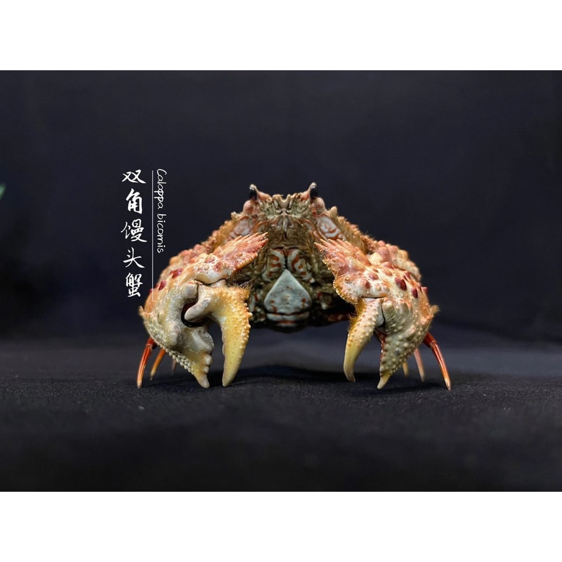 Real Crab Specimen Display Collectible Ocean Decor Desk Ornament 27