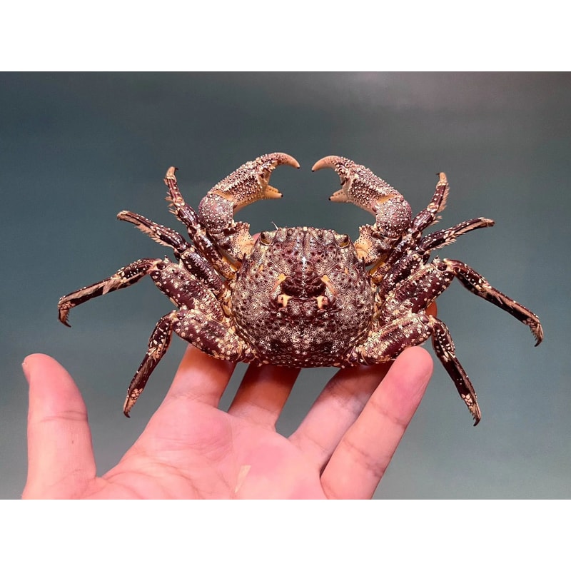 Real Crab Specimen Display Collectible Ocean Decor Desk Ornament 28