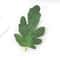 50pcs Artificial Green Leaves Craft Decor For DIY Projects And Wedding Styling 6