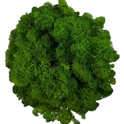 premium reindeer moss decor for crafts plants and wall styling