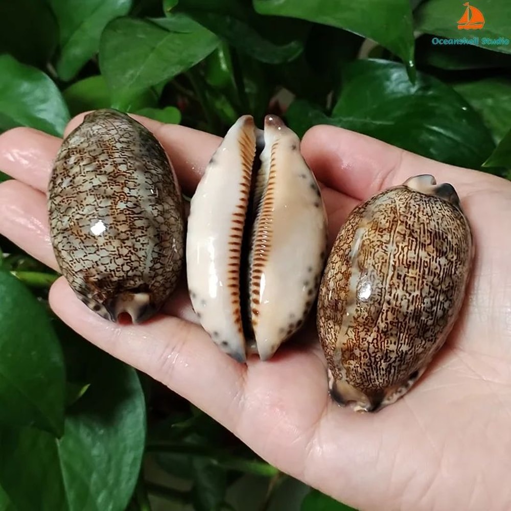 Natural Cowrie Shell Set For Crafts Jewelry And Beach Decor 4
