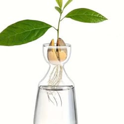 avocado seed starter vase glass growing kit indoor plant propagation set