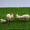 Cozy Flock Mini Sheep Figurine Set Micro Landscape Garden Decor 0