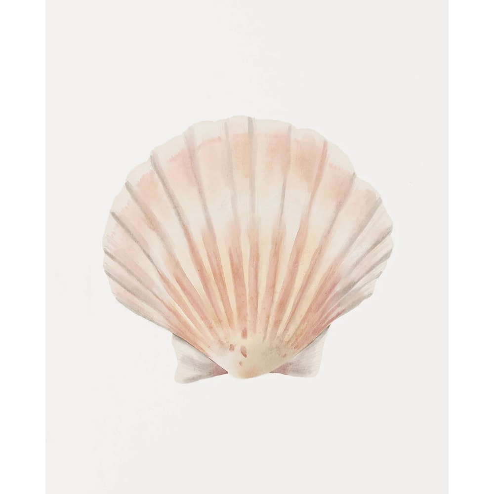 Coastal Seashell Wall Art Canvas Set Ocean Inspired Prints 9