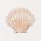 Coastal Seashell Wall Art Canvas Set Ocean Inspired Prints 9