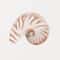 Coastal Seashell Wall Art Canvas Set Ocean Inspired Prints 6