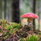 Artificial Moss Decor Natural Look Fake Moss For Crafts Plants And Centerpieces 1