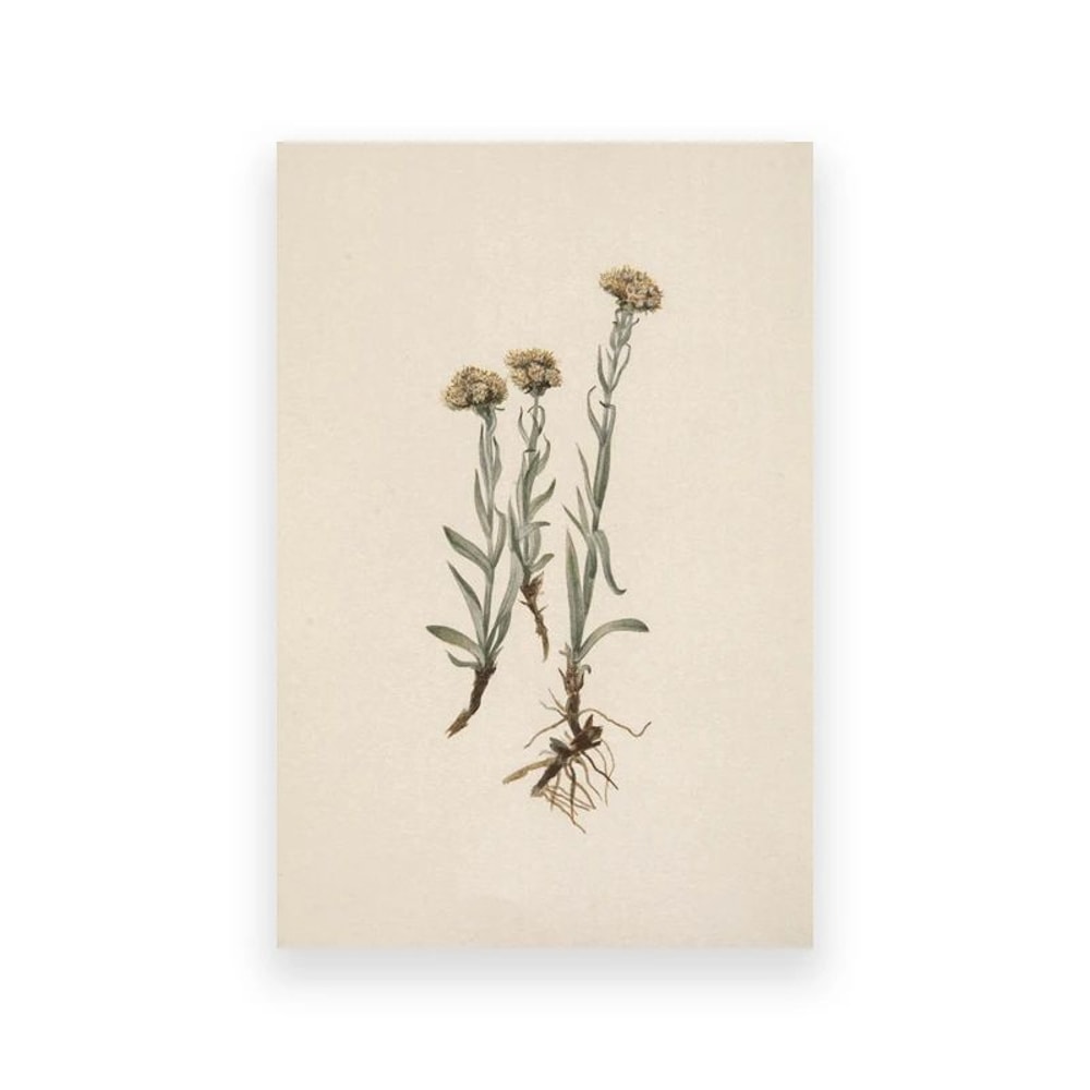 Vintage Owl Wall Art Dark Academia Canvas Cottagecore Nature Decor 24