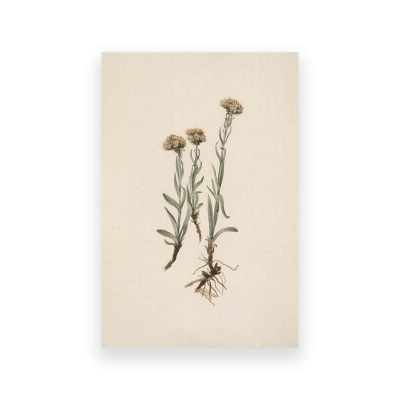 Vintage Owl Wall Art Dark Academia Canvas Cottagecore Nature Decor 24