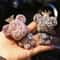 Cute Crown Bear Car Air Freshener Vent Clip 5