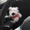 Cute Plush Puppy Car Interior Decoration For Steering Column 2