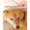 TrimGuard Pet Grooming Scissors Set 4