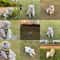 Cute Bee Breathable Puppy Harness And Leash Set 3