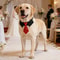 Formal Dog Wedding Suit Collar With Necktie 0
