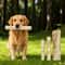 Natural Coffee Wood Dog Chew Stick For Dental Care And Teething Relief 0