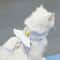 Angel Wing Pet Harness And Leash Set For Dogs And Cats 1