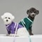 Macaron Adjustable Dog Harness And Leash Set For Small And Medium Dogs 2