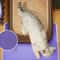 Double Layer Cat Litter Mat Waterproof Non Slip Cat Litter Trapping Pad For Litter Boxes 0
