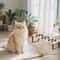 ComfortTilt Elevated Cat Bowls Set 3
