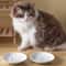 Ceramic Cat Snack Bowl With Silicone Anti Slip Pad 2