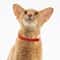 CozyPaw Safety Cat Collar For Cats And Small Pets 2