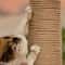 ScratchGuard Jute Rope Cat Scratcher Replacement Roll 4