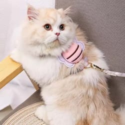 comfort fit cat harness and leash set for small pets