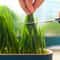 Fresh Grow Hydroponic Cat Grass Planter Box 3
