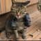 MusclePaw Funny Cat Arm Pendant Necklace Costume Accessory 4