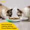WhiskerEase Ceramic Cat Bowl Set 1