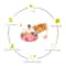 Interactive Cat Puzzle Toy With Spinning Track Balls And Feather Teaser 1