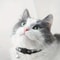 Personalized Plaid Breakaway Cat Collar With Bell And ID Tag 4