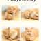 Interactive Sisal Cat Scratching Ball Toy For Kittens 1
