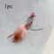 BugBounce Interactive Cat Wand Refill Toy Set 10