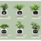 Ivy Smart Plant Pot With AI Sensors And 49 Facial Expressions For Easy Indoor Gardening 3