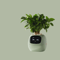 Ivy Smart Plant Pot With AI Sensors And 49 Facial Expressions For Easy Indoor Gardening 7