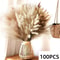 Natural Dried Pampas Grass Bouquet Boho Vase Decor With Bunny Tails For Weddings Home Styling 13