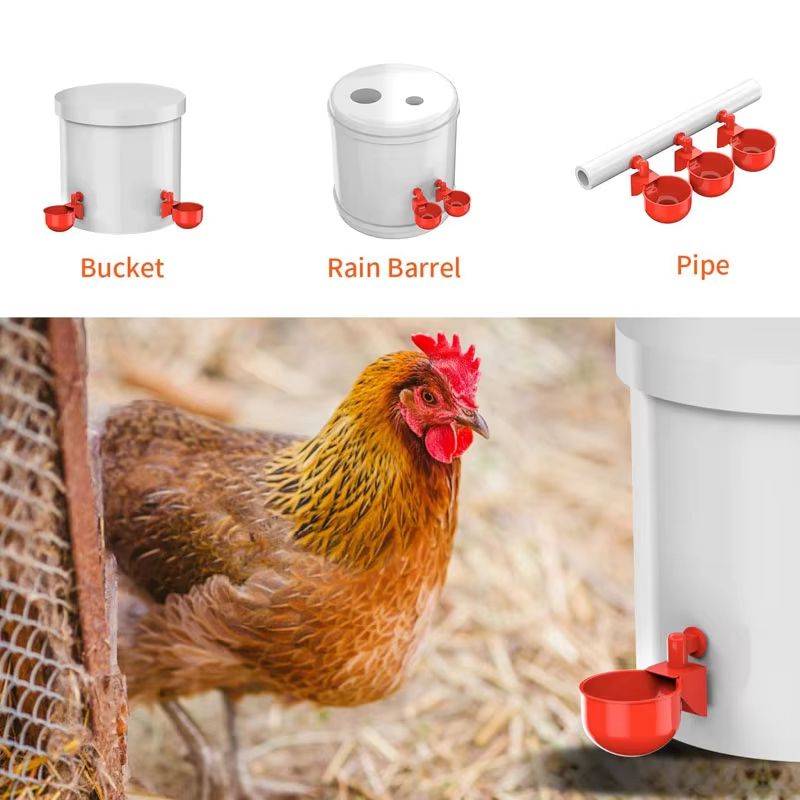 Automatic Poultry Drinking Cups 51020 Pcs Chicken Waterer Bowls For Hens Ducks And Small Birds 3