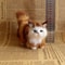 Realistic Simulation Cat Plush Toy Soft Stuffed Kitten For Kids And Cat Lovers 3