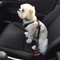 PawGuard Adjustable Dog Car Seat Belt Elastic Safety Leash For Pets With Buffer Shock Absorption 5