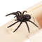 Wooden Trick Spider Scare Box  Surprise Prank Hidden Box For Friends Office  Party Gags 1
