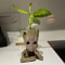 Groot Planter Flower Pot Set TreeMan Character Indoor Planter Home Office Decor Gift 0