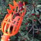 SkyHarvest HighBranch Fruit Picker Tool Extendable Garden Picking Device For Bayberry Loquat Plum 3
