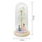 Everlasting 24K Gold Foil Rose In Glass Illuminated Decorative Gift For Home Mothers Day Special 5