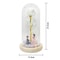 Everlasting 24K Gold Foil Rose In Glass Illuminated Decorative Gift For Home Mothers Day Special