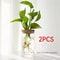 AquaBloom Glass Desktop Hydroponics Planter Elegant Vase For Plant Propagation Home Decor 10
