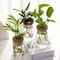 AquaBloom Glass Desktop Hydroponics Planter Elegant Vase For Plant Propagation Home Decor 1