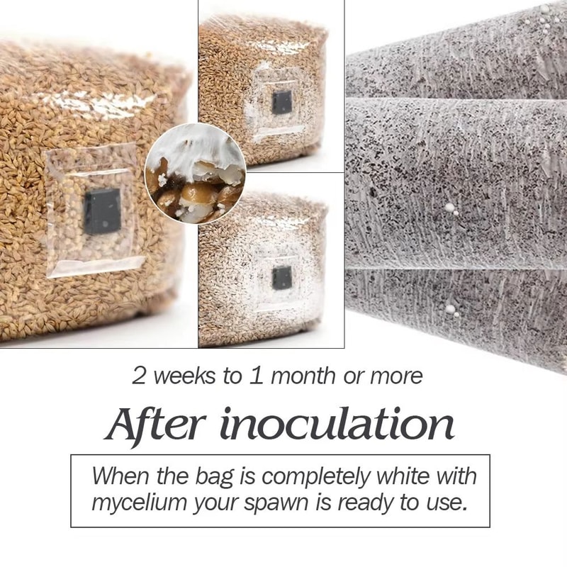 10Piece Sterilized PP Grain Bag With SelfHealing Injection Port 02 M Filter Patch 5