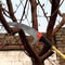 High Altitude Retractable Branch Pruning Saw Portable Garden Tree Trimming Hand Tool 4